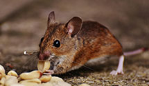 24 Hour & Emergency Exterminators in Cameron Village, NC